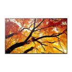 SHARP M-series 32'' Display